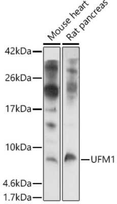 Western Blot: UFM1 AntibodyAzide and BSA Free [NBP2-94235]